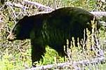 black bear - file photo