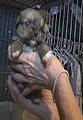 Yorkie puppy (held by white woman)