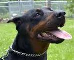 Doberman Pinscher - (Google image)