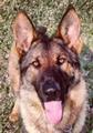 K-9 named Baron